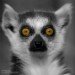 Lemur 010407